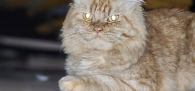 cat for sale