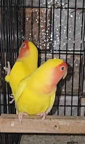 Common Lutino red eyes 100% breeder pair for sale