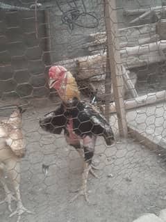 Aseel