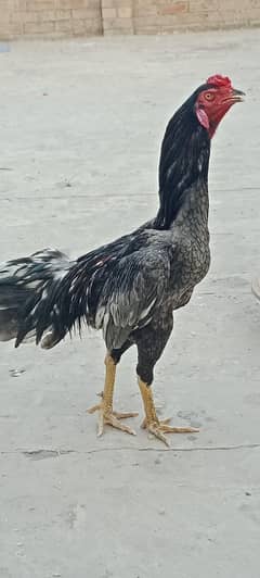 Aseel Thai Pair for Sale