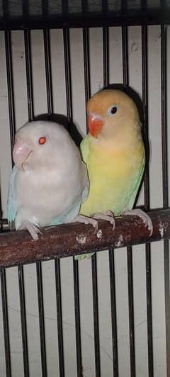 Breedar pair