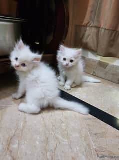 persian