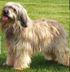 shitzu male dog available