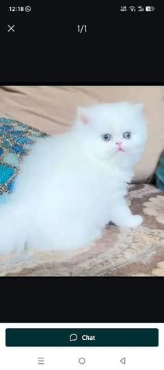 Persian