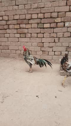Aseel