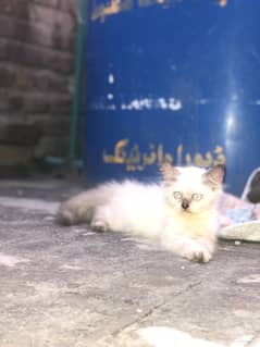 Persian kitten