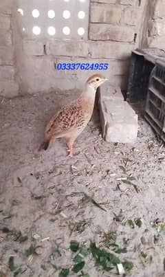 teeter teetar. tetar. titar. دکنی۔ ایرانی ۔تیتر