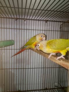 breeder pair