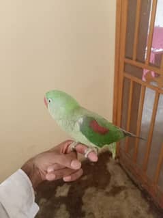 Raw parrot full hand tame and talkative