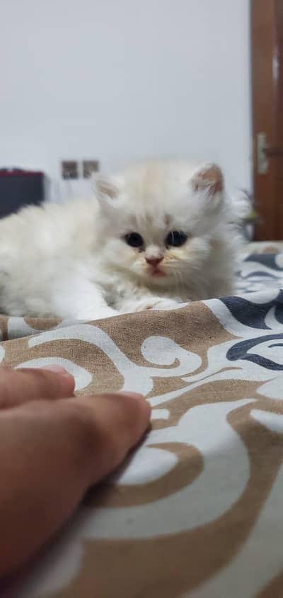 Beautiful Kitten up for adoption