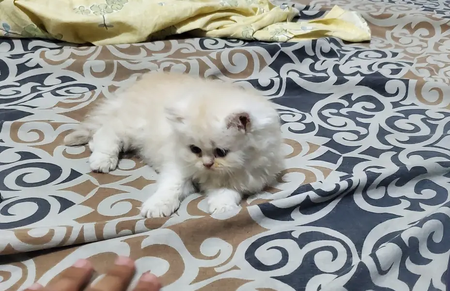 Beautiful Ragamuffin kitten — photo 2
