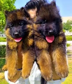 Long coated puppies heavy bone