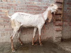 makkhi