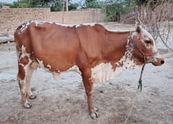 Cholistani