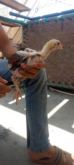 Aseel Lakha chicks