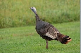 Turkey