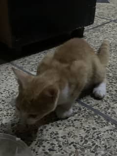 persian