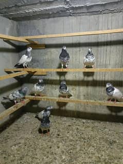 Breeder Setup available