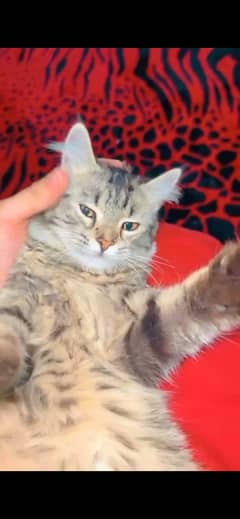 persian