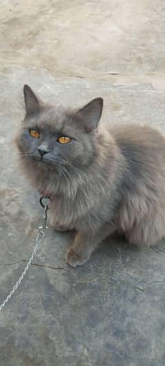 Brown cat
