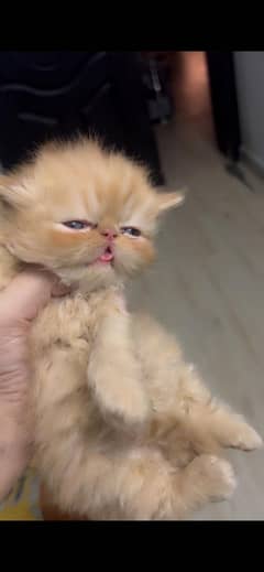 Picky face persian kittens for sale