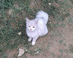 persianpersian cat for sale