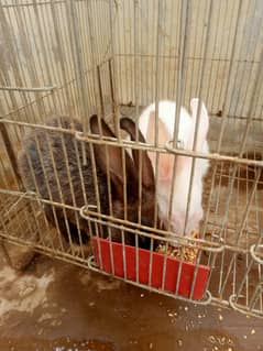 Rabbits male female kids