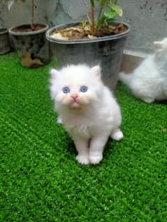 White blue eyed persian