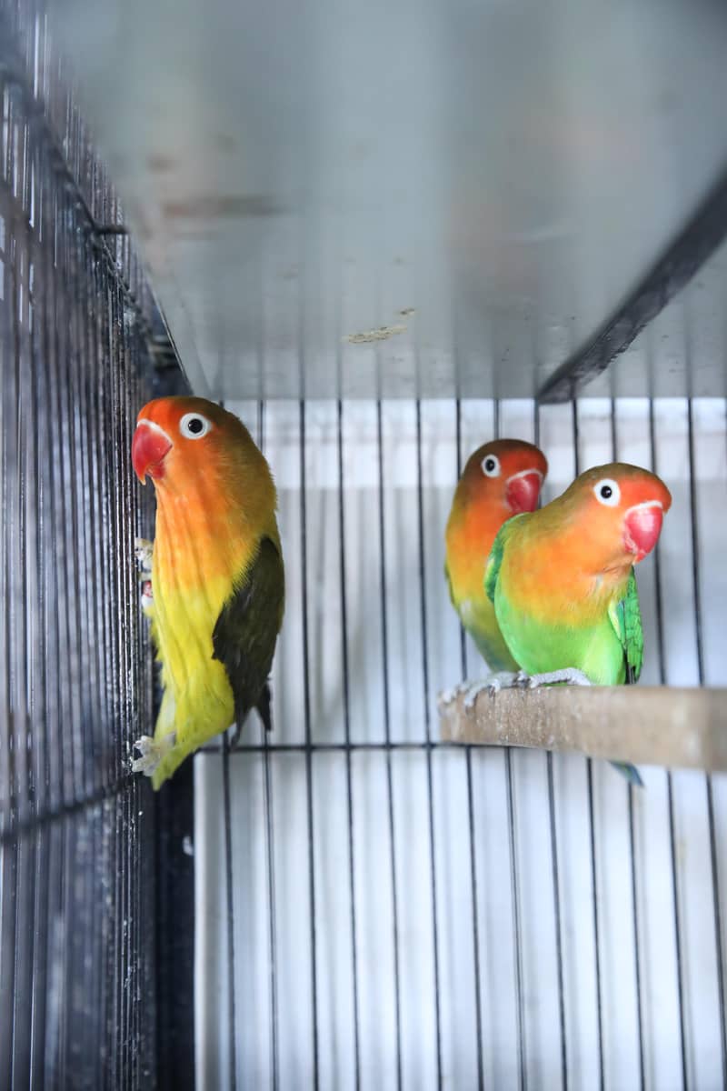 green fischer possible palefellow breeder pair love bird 0