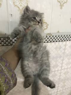 Persian