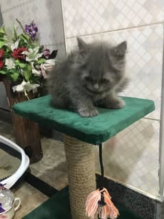 Persian kittens home breed grey and smokey