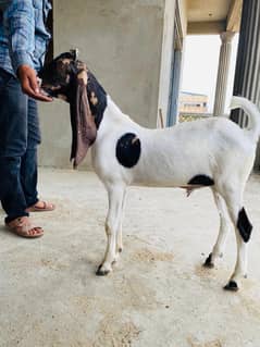 BAKRA