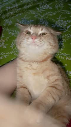 persian