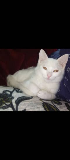 Persian cat