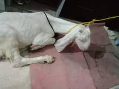bakra