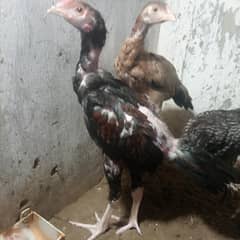 aseel pathay pathia 03042776271