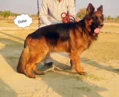 German shepherd for sale 2.5 years three doses of vaccinated
