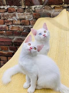 Male / female jora