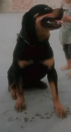 Rottweiler Female Dog For Sale