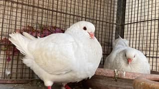 king Modena quality bird