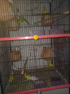 parrots with cage