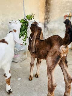 2 bacha h dono bakry h