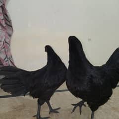 giray tang ayam seemani