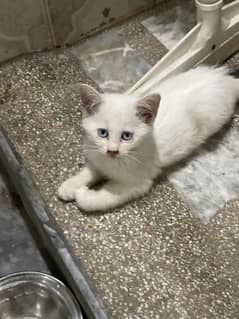 Female Persian kitten