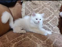 Persian cat