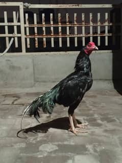 For