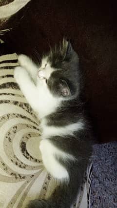 Kitten for sell playfull and fully active | gray and white color