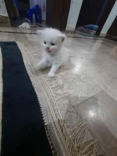 Persian Cats