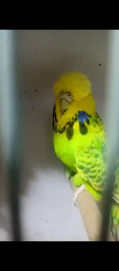 exhibition birds