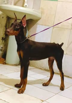 doberman puppy